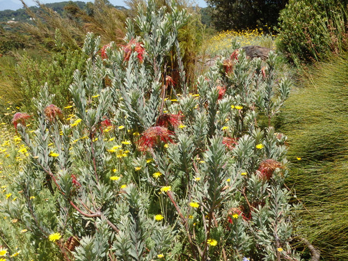 Kirstenbosch National Botanical Garden.